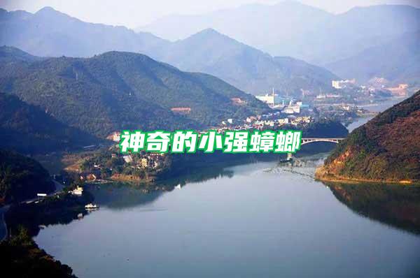 神奇的小強(qiáng)蟑螂