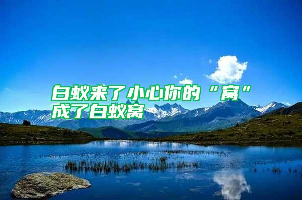 白蟻來了小心你的“窩”成了白蟻窩