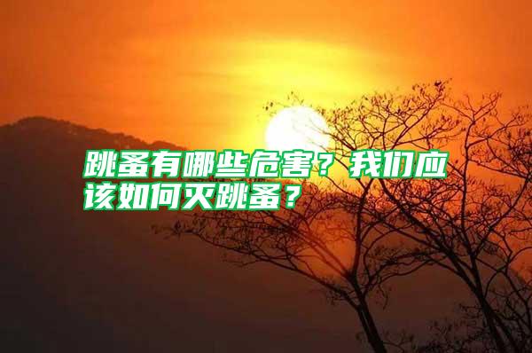 跳蚤有哪些危害？我們應(yīng)該如何滅跳蚤？