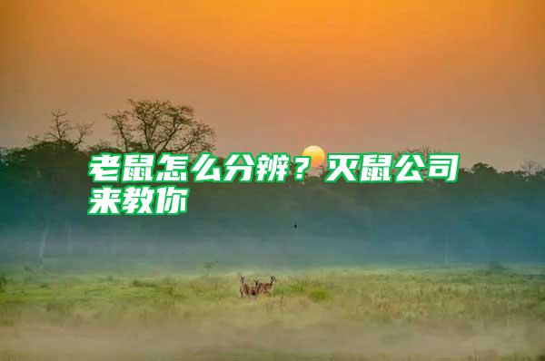 老鼠怎么分辨？滅鼠公司來教你