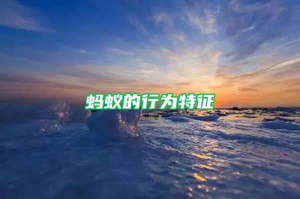 螞蟻的行為特征