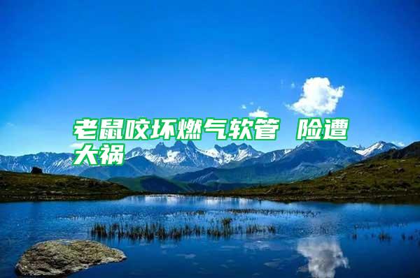 老鼠咬壞燃?xì)廛浌?險(xiǎn)遭大禍