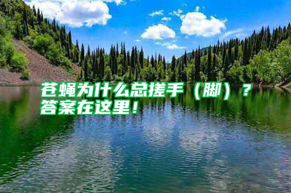 蒼蠅為什么總搓手（腳）？答案在這里！