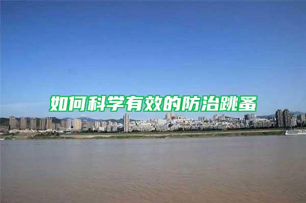 如何科學(xué)有效的防治跳蚤