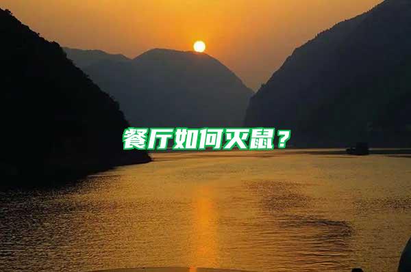 餐廳如何滅鼠？