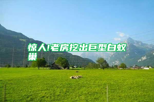 驚人!老房挖出巨型白蟻巢