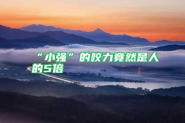 “小強”的咬力竟然是人的5倍