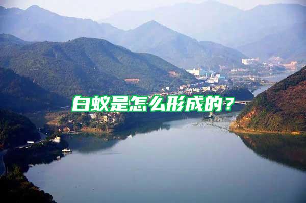白蟻是怎么形成的？