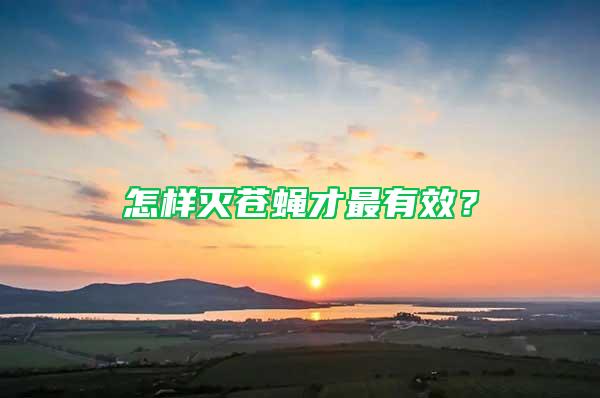 怎樣滅蒼蠅才最有效？