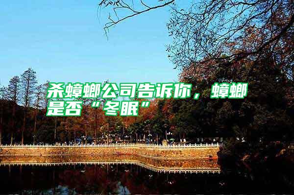 殺蟑螂公司告訴你，蟑螂是否“冬眠”