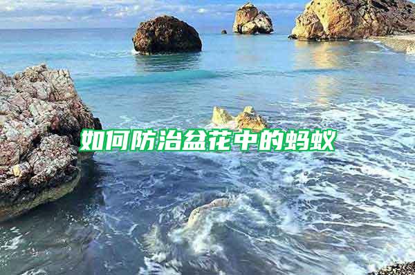 如何防治盆花中的螞蟻