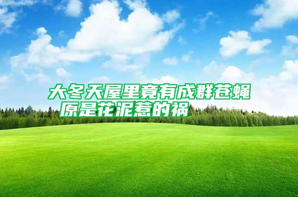 大冬天屋里竟有成群蒼蠅 原是花泥惹的禍
