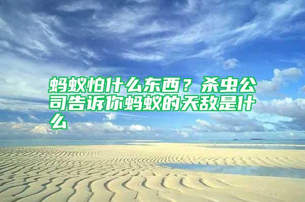 螞蟻怕什么東西？殺蟲(chóng)公司告訴你螞蟻的天敵是什么