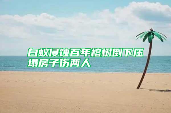 白蟻侵蝕百年榕樹倒下壓塌房子傷兩人