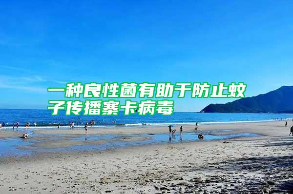 一種良性菌有助于防止蚊子傳播寨卡病毒