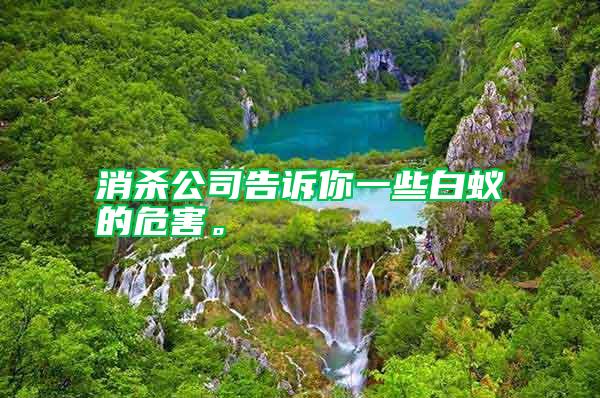 消殺公司告訴你一些白蟻的危害。