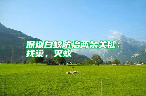 深圳白蟻防治兩條關(guān)鍵：找巢，滅蟻
