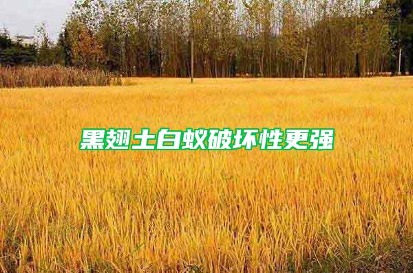 黑翅土白蟻破壞性更強(qiáng)