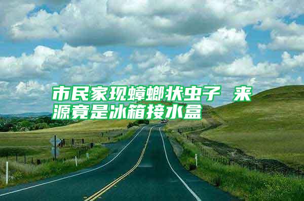 市民家現(xiàn)蟑螂狀蟲子 來(lái)源竟是冰箱接水盒