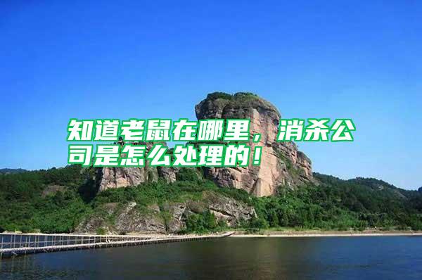 知道老鼠在哪里，消殺公司是怎么處理的！