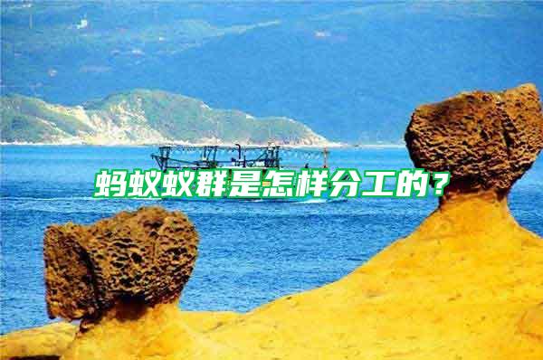 螞蟻蟻群是怎樣分工的？
