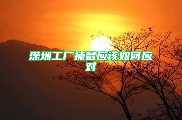 深圳工廠捕鼠應(yīng)該如何應(yīng)對(duì)