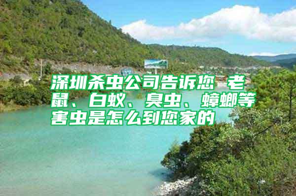 深圳殺蟲公司告訴您 老鼠、白蟻、臭蟲、蟑螂等害蟲是怎么到您家的