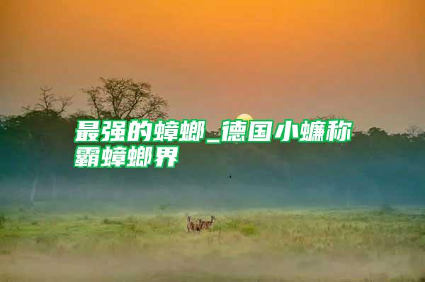最強(qiáng)的蟑螂_德國(guó)小蠊稱霸蟑螂界