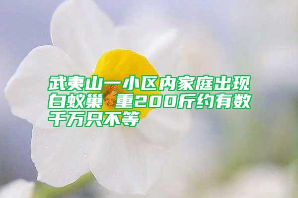 武夷山一小區(qū)內(nèi)家庭出現(xiàn)白蟻巢 重200斤約有數(shù)千萬(wàn)只不等