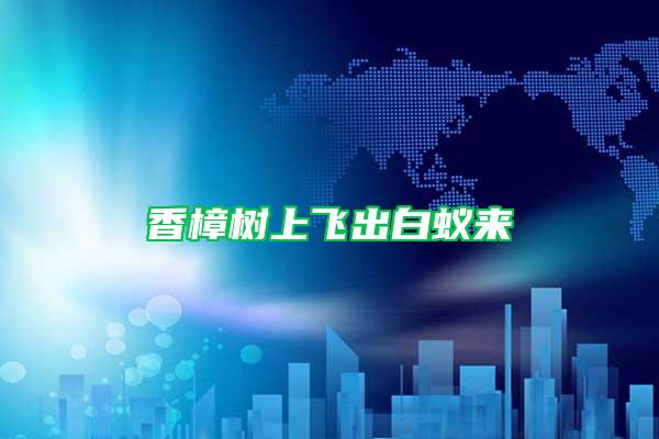 香樟樹上飛出白蟻來