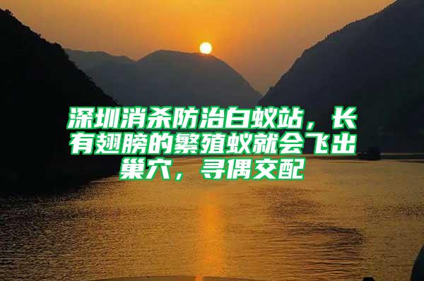 深圳消殺防治白蟻站，長有翅膀的繁殖蟻就會飛出巢穴，尋偶交配