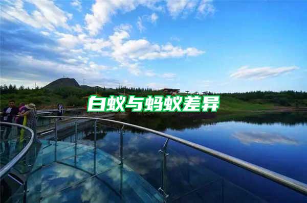 白蟻與螞蟻差異