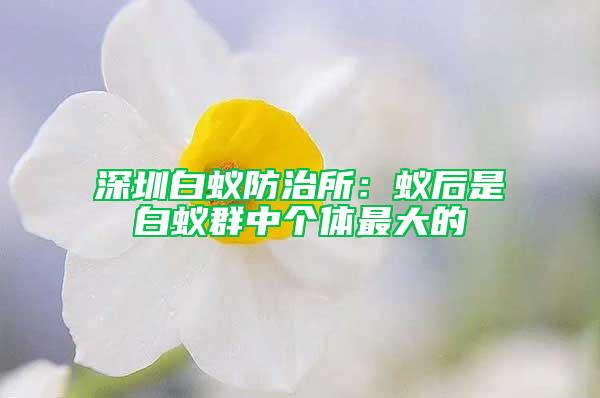 深圳白蟻防治所：蟻后是白蟻群中個(gè)體最大的