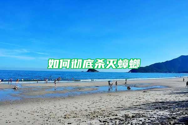 如何徹底殺滅蟑螂
