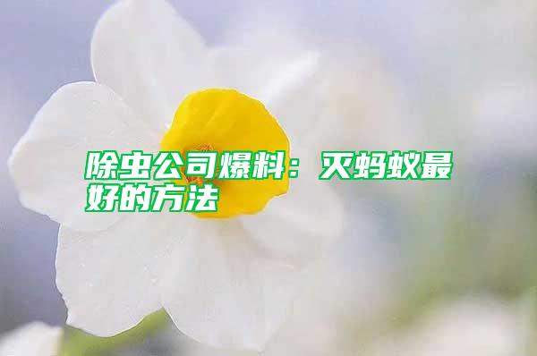 除蟲公司爆料：滅螞蟻最好的方法