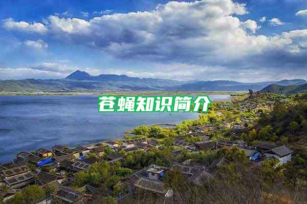 蒼蠅知識簡介