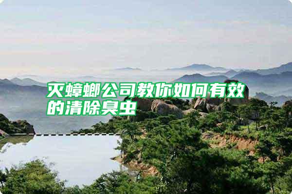 滅蟑螂公司教你如何有效的清除臭蟲