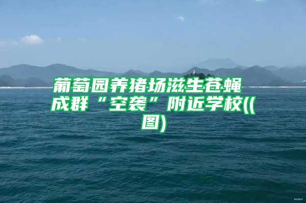 葡萄園養(yǎng)豬場滋生蒼蠅 成群“空襲”附近學(xué)校((圖)