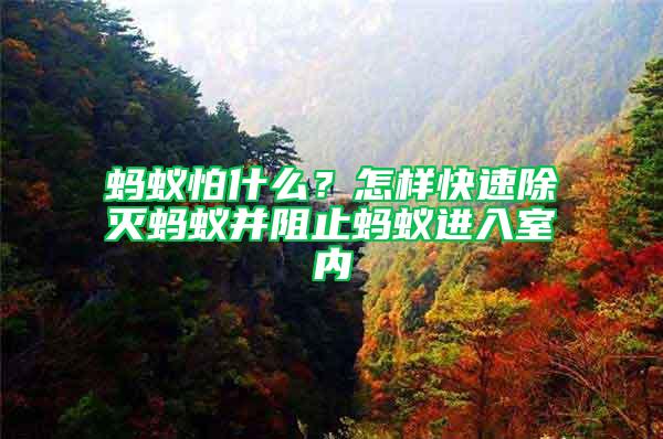 螞蟻怕什么？怎樣快速除滅螞蟻并阻止螞蟻進入室內