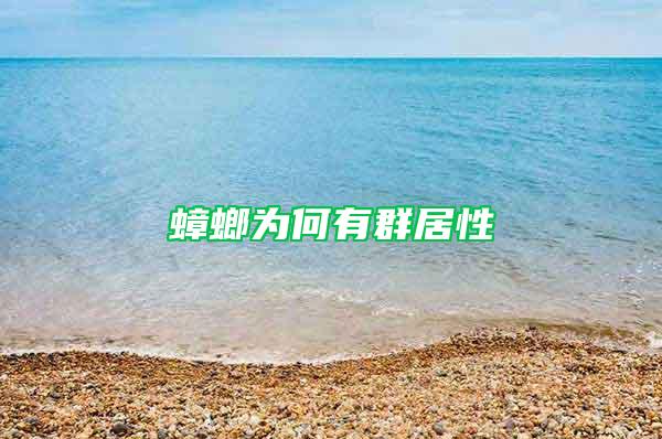 蟑螂為何有群居性