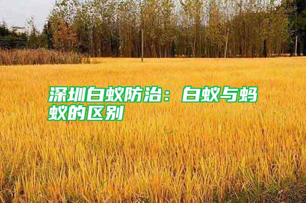 深圳白蟻防治：白蟻與螞蟻的區(qū)別