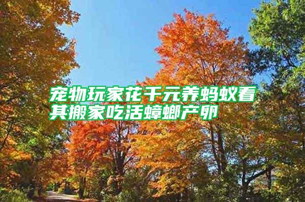 寵物玩家花千元養(yǎng)螞蟻看其搬家吃活蟑螂產(chǎn)卵