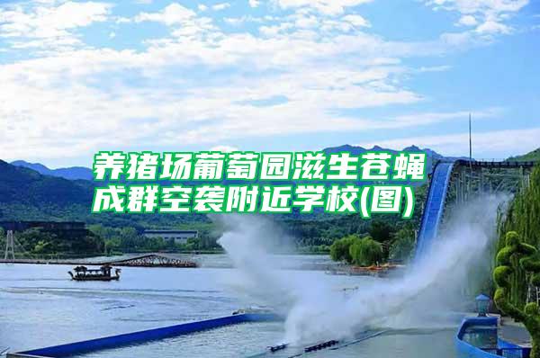 養(yǎng)豬場葡萄園滋生蒼蠅 成群空襲附近學(xué)校(圖)