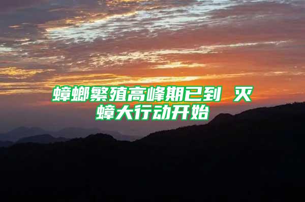 蟑螂繁殖高峰期已到 滅蟑大行動開始