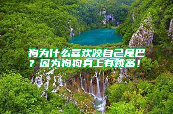 狗為什么喜歡咬自己尾巴？因?yàn)楣饭飞砩嫌刑椋?/></p>
             <p style=