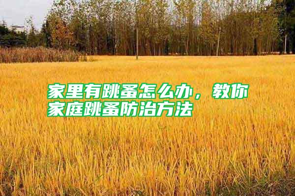 家里有跳蚤怎么辦，教你家庭跳蚤防治方法