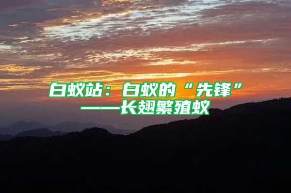 白蟻站：白蟻的“先鋒”——長翅繁殖蟻