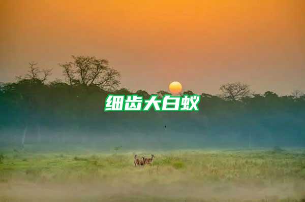 細(xì)齒大白蟻