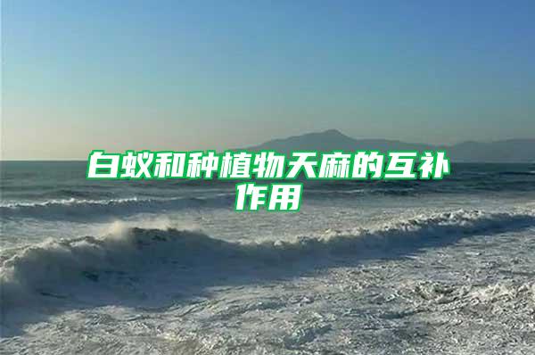 白蟻和種植物天麻的互補(bǔ)作用