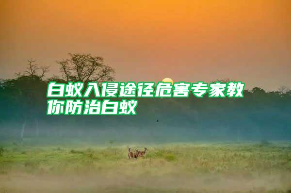 白蟻入侵途徑危害專家教你防治白蟻